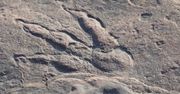 66 mln lat temu dinozaury wyginęły. Powód był inny, niż myśleliśmy