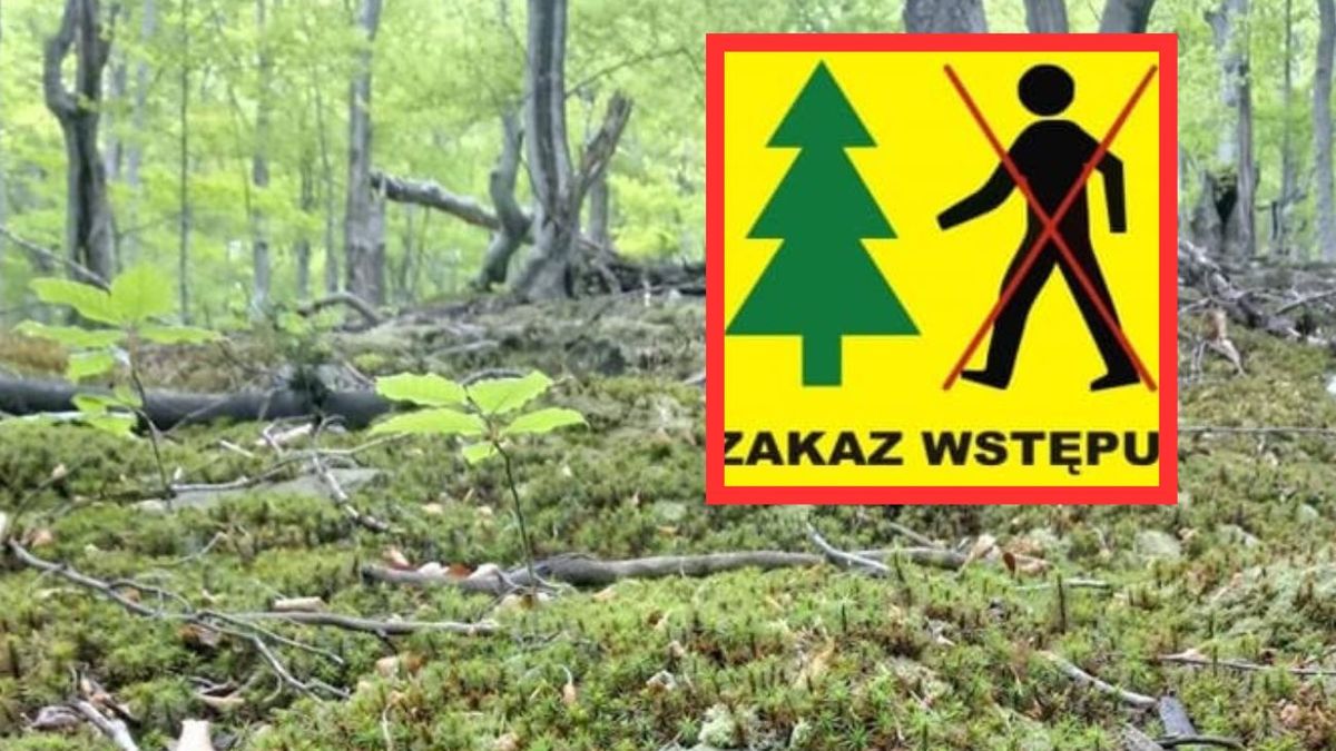 Zakaz wstępu do lasu. Leśnicy przygotowują opryski