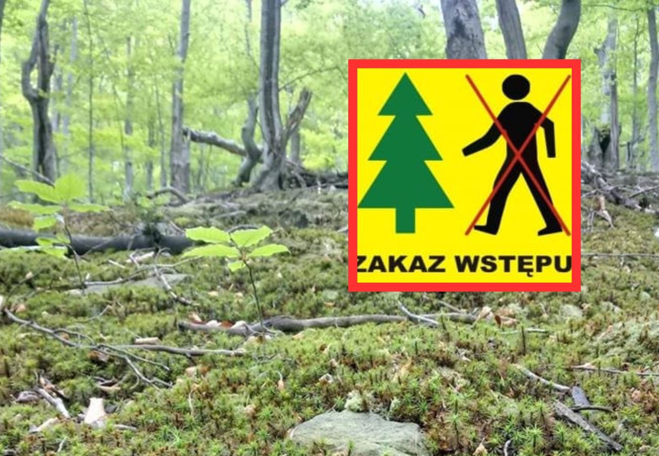 Zakaz wstępu do lasów na Podkarpaciu. Leśnicy tłumaczą decyzję