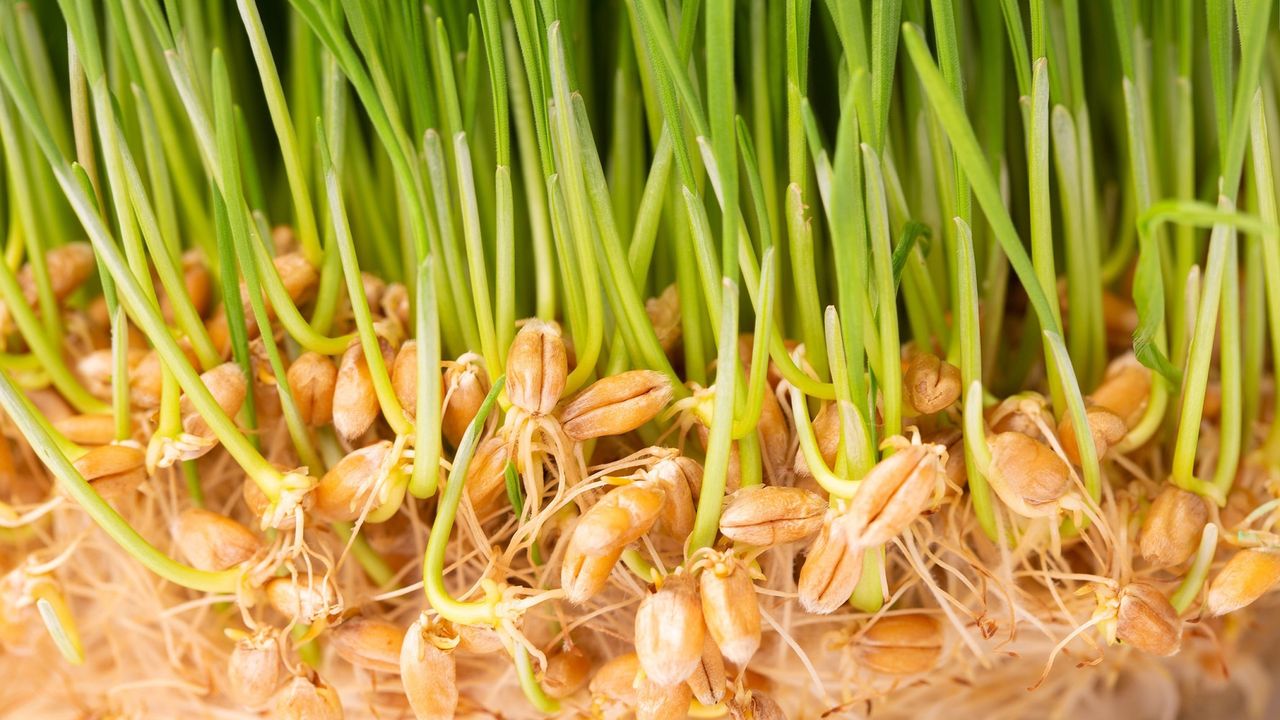 Wheat sprouts: A potent weapon in our fight against cholesterol build-up