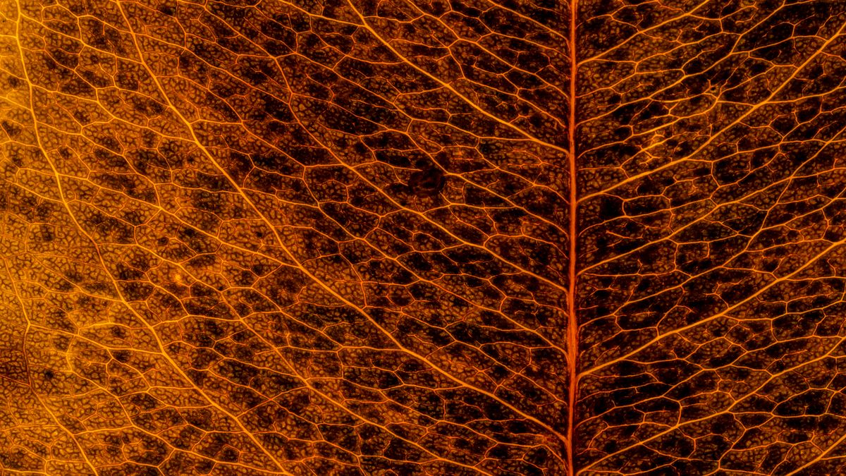 Idealne zdjęcie. Niesamowite fotografie jesiennych liści 1