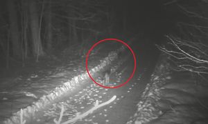 Nocny patrol. Nagle pojawiła się wataha