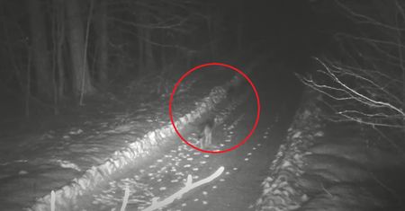 Nocny patrol. Nagle pojawiła się wataha