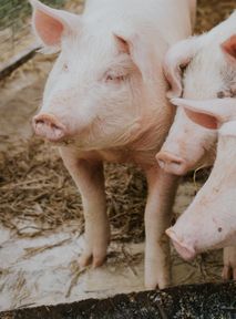 Jak się wyzywać? Nie mówić "świnia" – to nie fair wobec świni