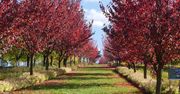Wojsławice: Zakończenie sezonu 2025 w Arboretum Wojsławice - barwy jesieni, jarmark, muzyka i wspólne biesiadowanie w promieniach słońca