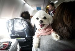 Pies w samolocie. Czy z czworonogiem można lecieć na wakacje?