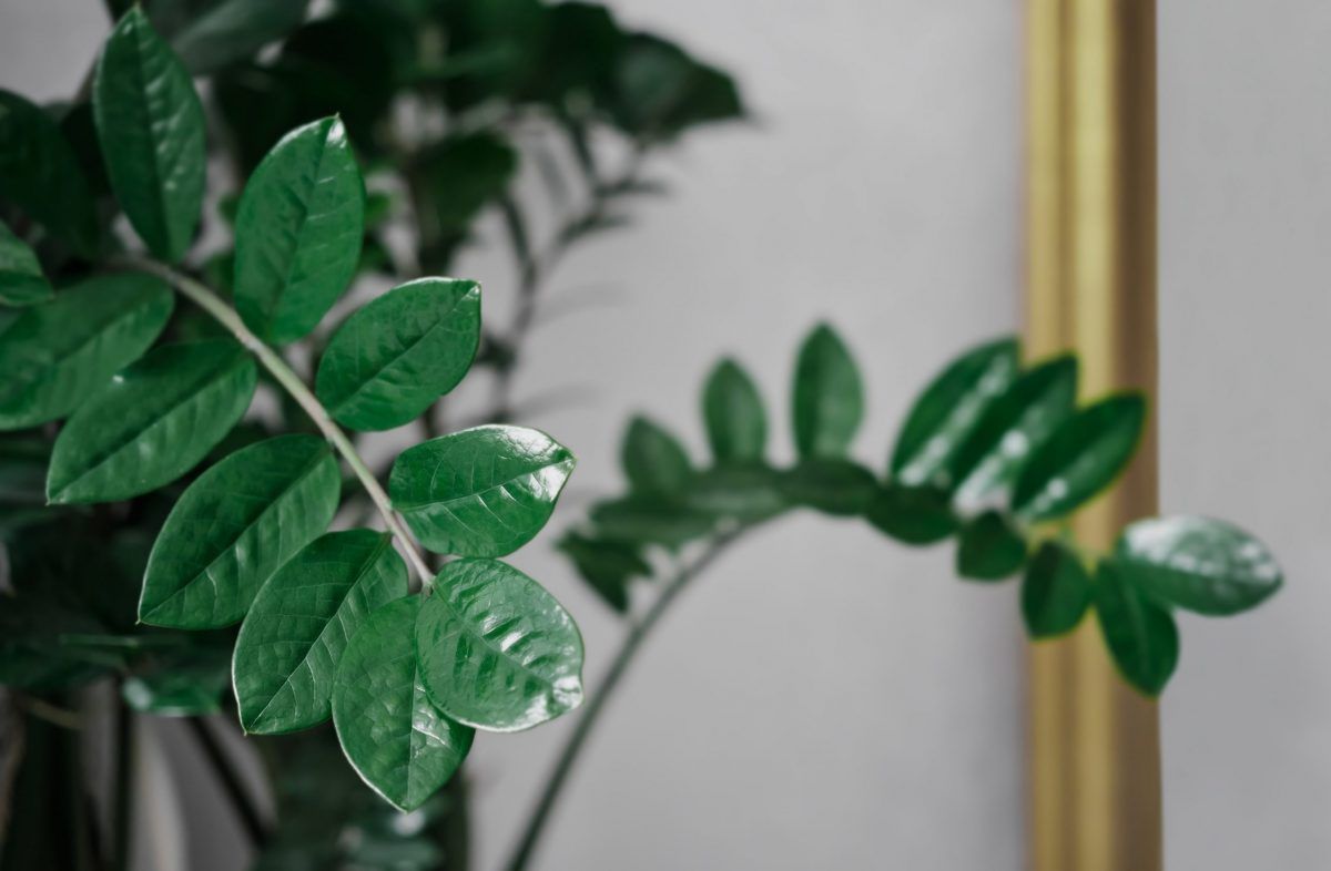 Dollar tree or Zamioculcas zamiifolia, home plant is an ornamental plant that helps filter air and absorb toxins. Concept postcard or design web banner. Selective soft focus