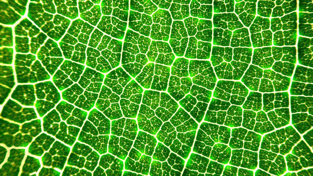 Budowa komórki roślinnej nieco różni się od budowy komórki zwierzęcej