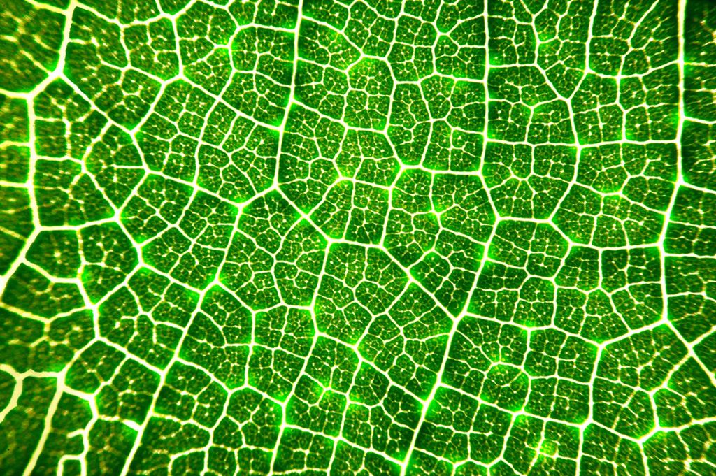 Budowa komórki roślinnej