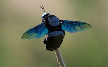 Znów jest w Polsce. Zachowaj dystans, gdy spotkasz
