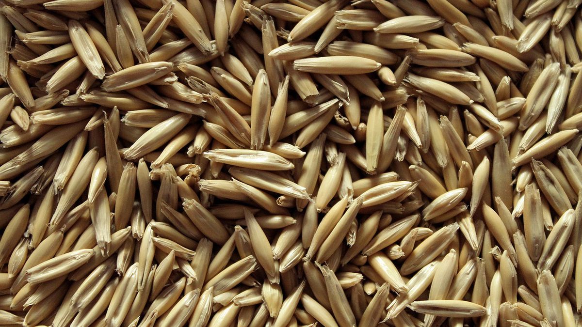 Owies coraz częściej stanowi alternatywę dla pelletu i węgla