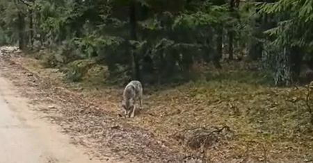 Pokazali nagranie z leśnej drogi. "Było zaprosić do auta"