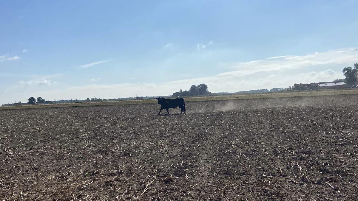 Rozjuszony byk z Tłuchowa