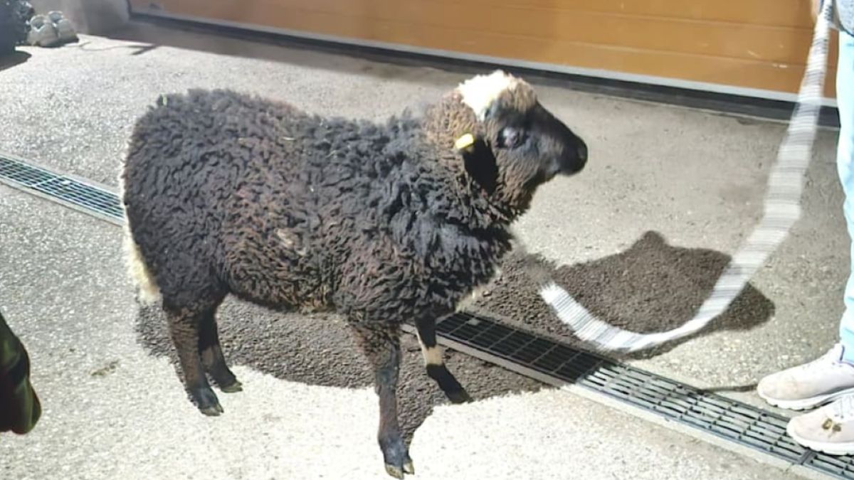 Baran przebywał w bagażniku kilka godzin