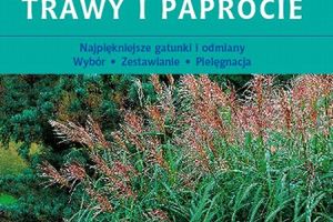 Na ulicy czarnej siostry nie ma świetlanej przyszłości