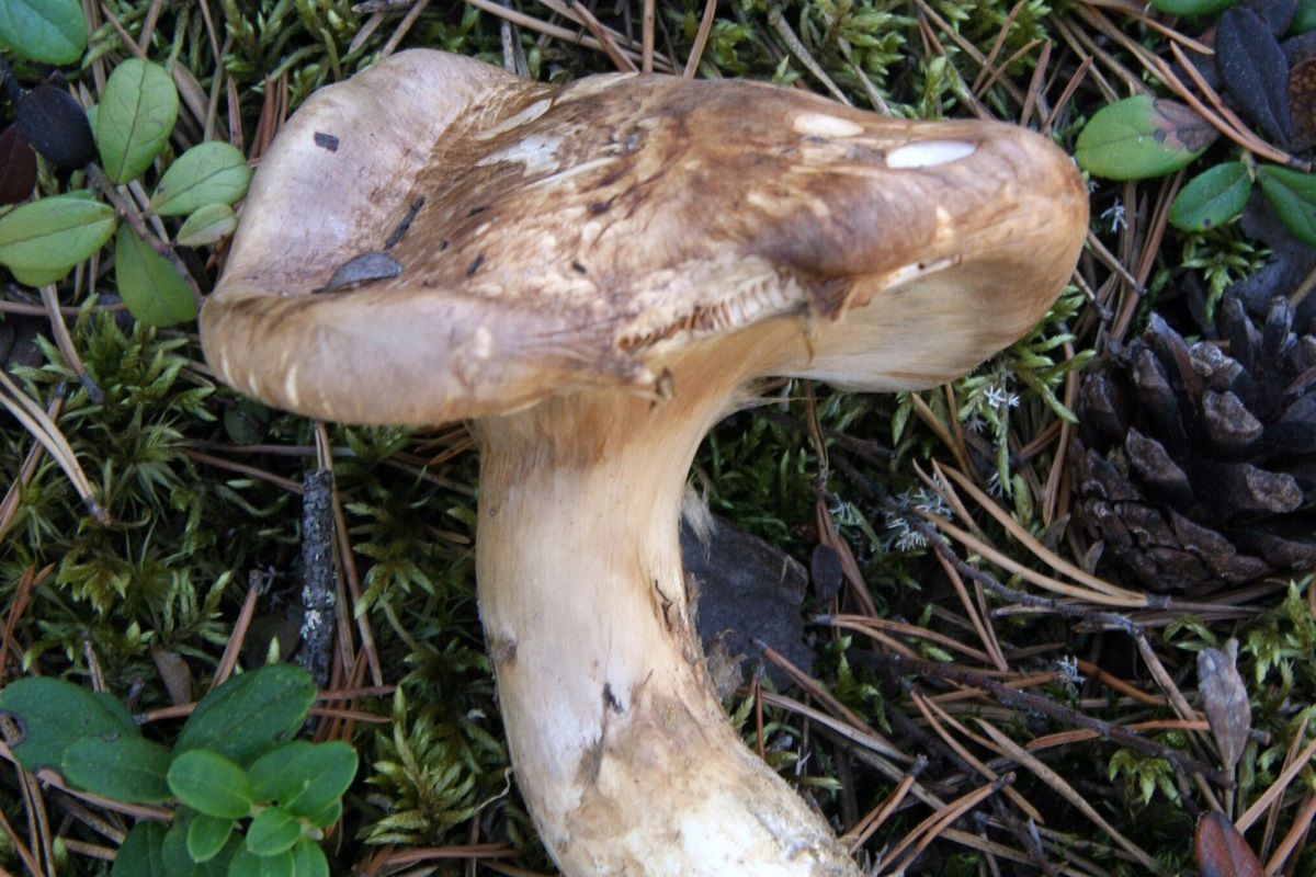 Gąska sosnowa jest uważana za najsmaczniejszego grzyba na świecie. Fot. Wikimedia Commons