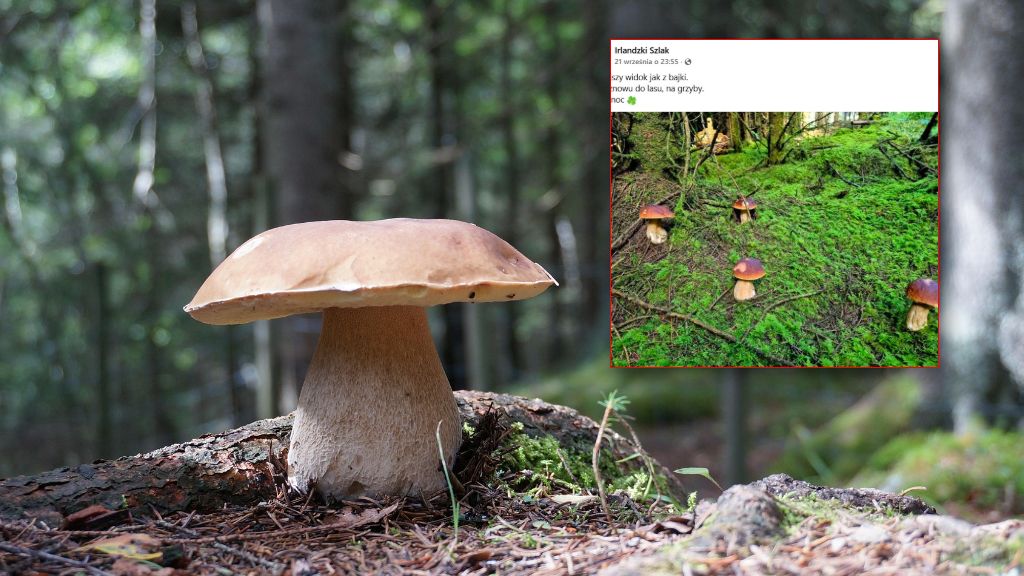 Niezwykłe zdjęcie wzbudziło dyskusję internautów