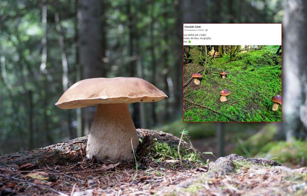 Pokazał grzybobranie w Irlandii. W komentarzach wybuchła burza