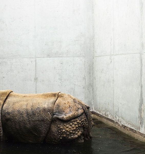Melancholia i smutek zwierząt z ogrodów zoologicznych na poruszających zdjęciach 2