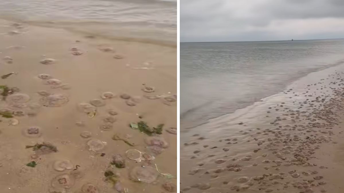 Meduzy na bałtyckiej plaży