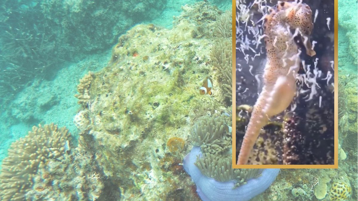 Konik morski urodził młode. 