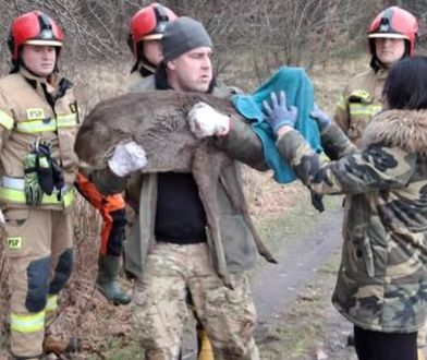 Sarna wpadła do Zalewu Zemborzyckiego. Została wyciągnięta z wody przez strażaków