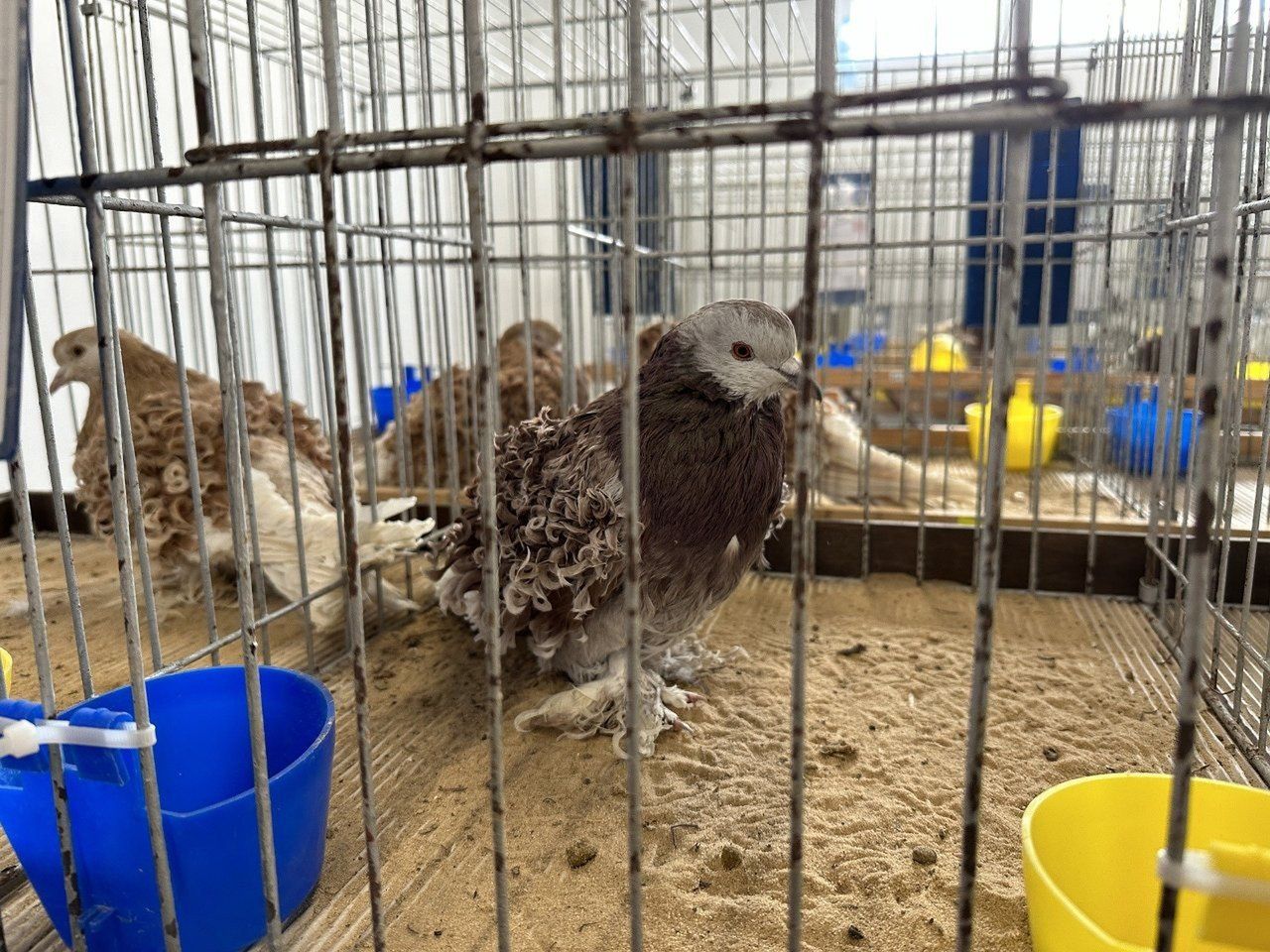 Sandomierz: Wystawa gołębi rasowych, kur i ptaków egzotycznych przed nami