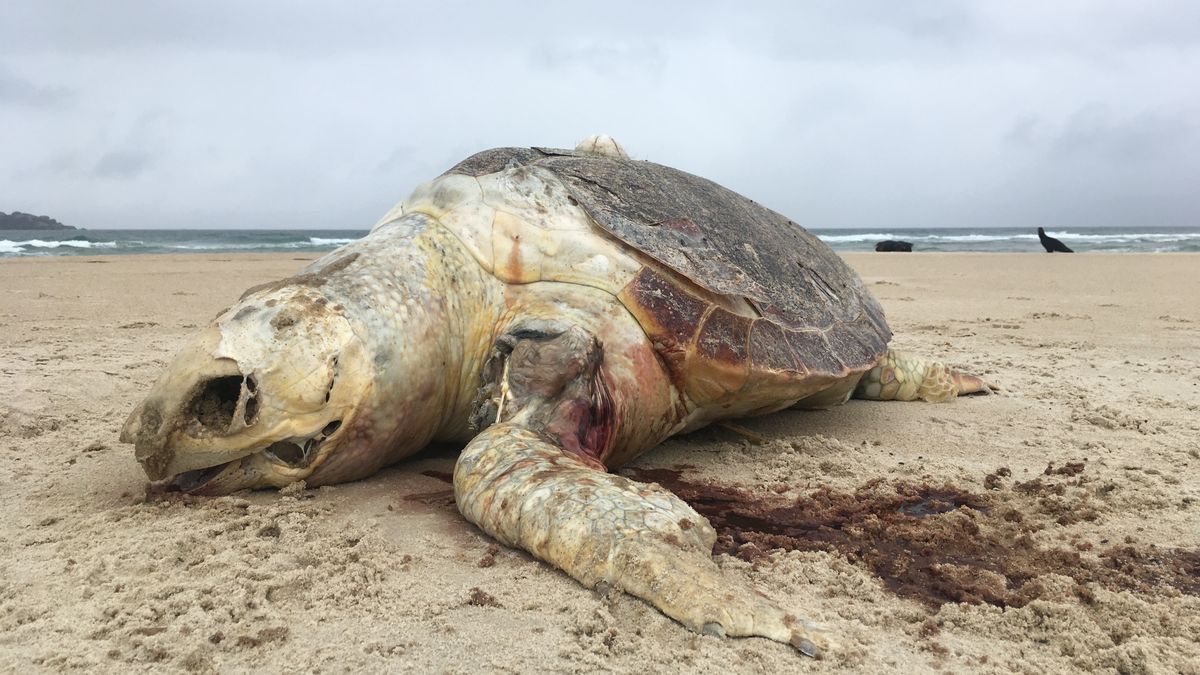 Sri Lanka. Woda wyrzuciła na brzeg setki martwych zwierząt (zdj. poglądowe)