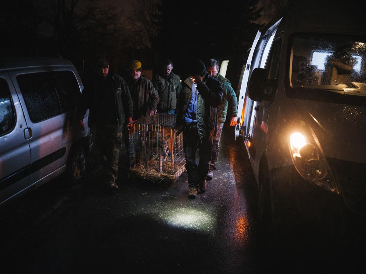 Tuż po rosyjskiej agresji do podkijowskiego ośrodka Natalii Popovy zaczęły trafiać z linii frontu lwy, tygrysy, niedźwiedzie, gady i egzotyczne ptaki porzucone przez właścicieli. Popova, z pomocą wolontariuszy, przyjmowała je do swojego azylu, gdzie mogły być leczone i przygotowane do dalszej ewakuacji. Po polskiej stronie dr Ewa Zgrabczyńska, dyrektorka zoo w Poznaniu, odpowiedziała na apel Natalii Popovy, aby pomóc ewakuować zwierzęta.