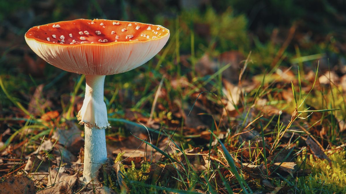 Powiedział, że zjadł muchomora. Potem kontakt się urwał