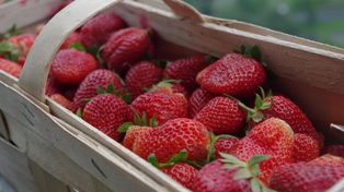 Czy truskawki od rolnika są lepsze od tych z marketu? Oto co pokazały badania