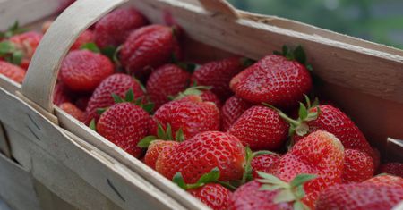 Czy truskawki od rolnika są lepsze od tych z marketu? Oto co pokazały badania