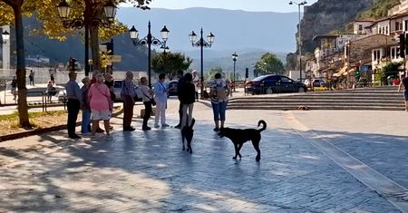 Wideo z Albanii. Można je spotkać na każdym kroku