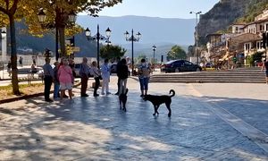 Wideo z Albanii. Można je spotkać na każdym kroku