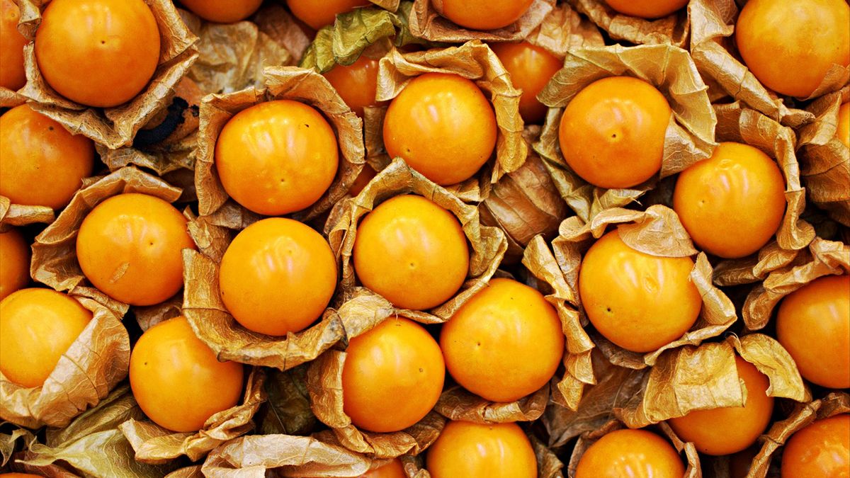 Physalis można spożywać na surowo lub wykorzystywać do deserów, pikantnych potraw czy sałatek.