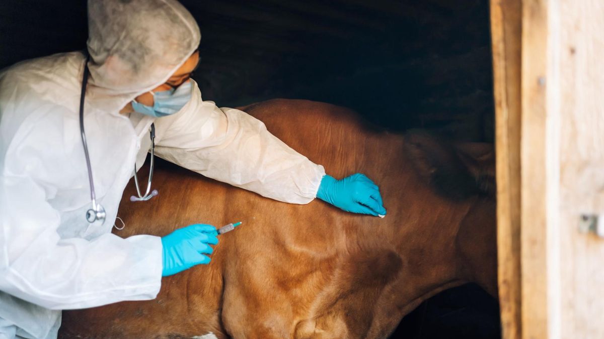Człowiek może zarazić się wąglikiem do krów