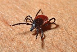 Inwazja kleszczy na Pomorzu. Rośnie liczba chorych na boreliozę