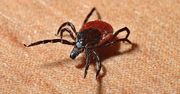 Inwazja kleszczy na Pomorzu. Rośnie liczba chorych na boreliozę