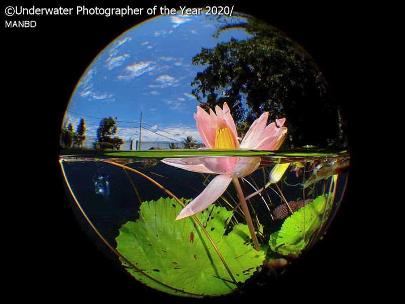 Underwater Photogrpher of the Year 2020 – najlepsze zdjęcia podwodne 7