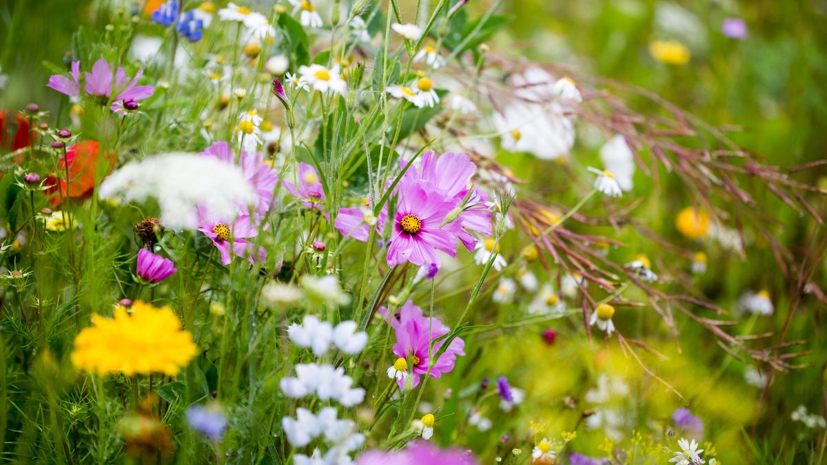 Jak założyć łąkę kwietną?