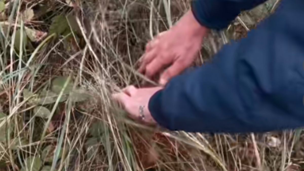 Pod trawą skrywał się olbrzymi grzyb.