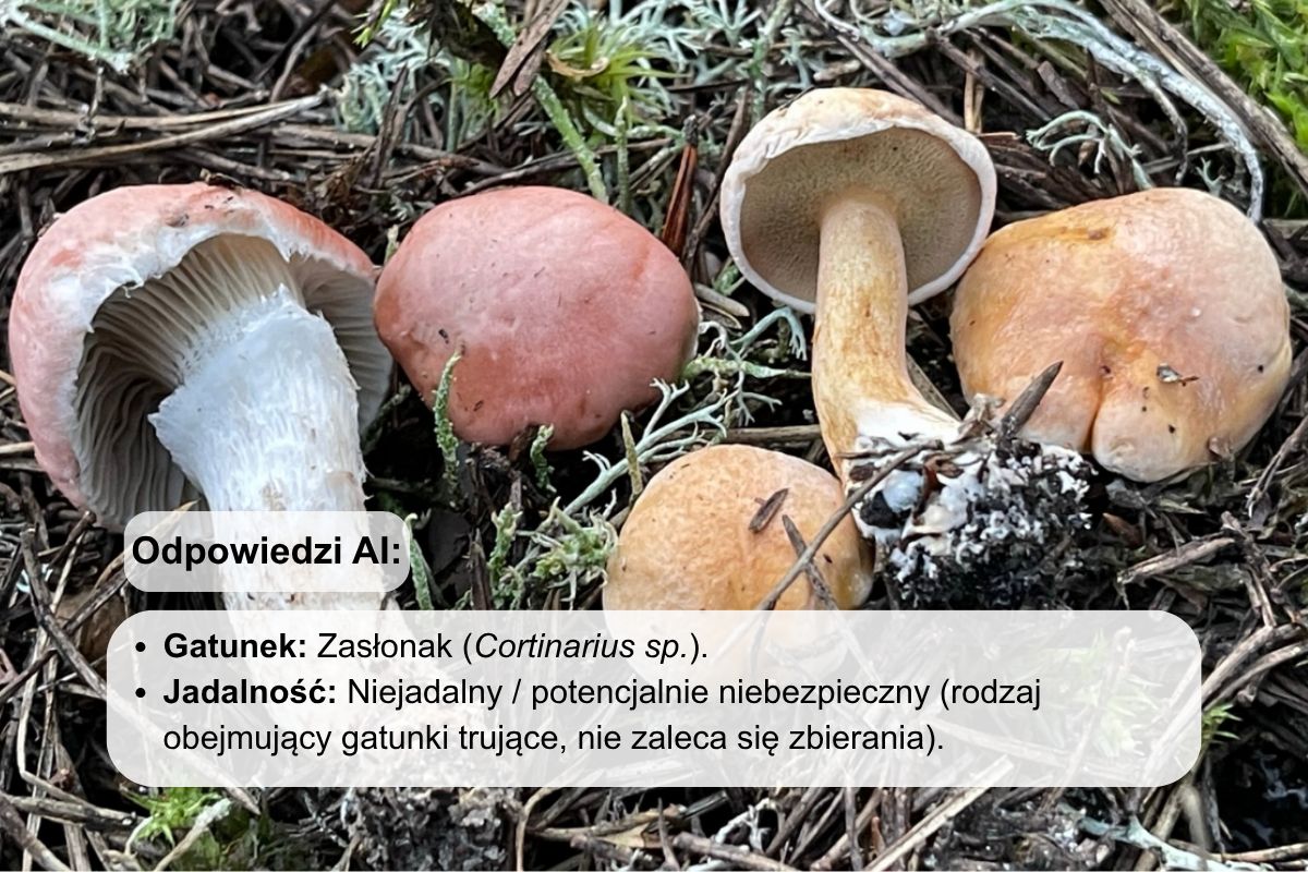 W tym przypadku AI całkowicie błędnie oznaczyło gatunek
