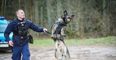 Hugo –  pies tropiący z Piły uratował życie 28-latka