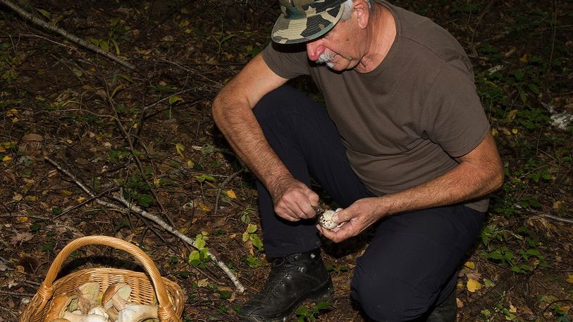 Wybierasz się na grzyby? W tych miejscach poszukuj prawdziwków