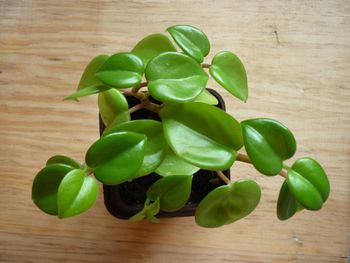 Peperomia, czyli roślina o tysiącu twarzy. Jak wybrać idealną odmianę?