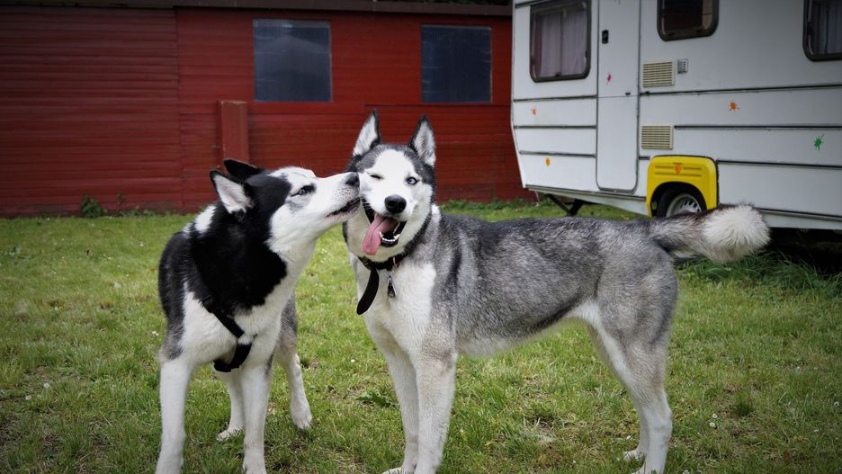 Husky - zdjęcie poglądowe