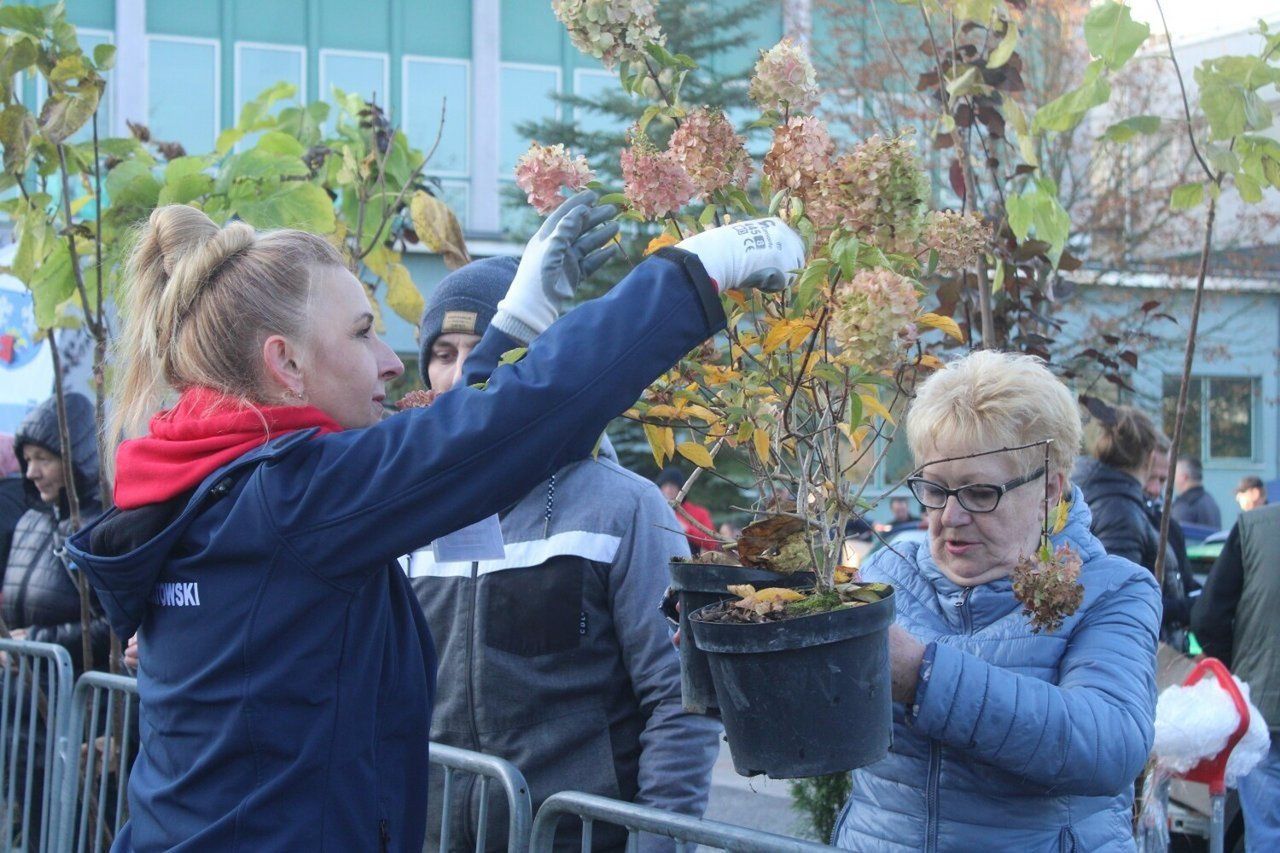 Bełchatów: Akcja "Drzewko za makulaturę". Jakie rośliny przygotowano?