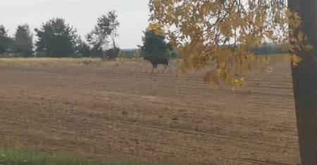 Śmiertelne niebezpieczeństwo. "Grasuje obok drogi"