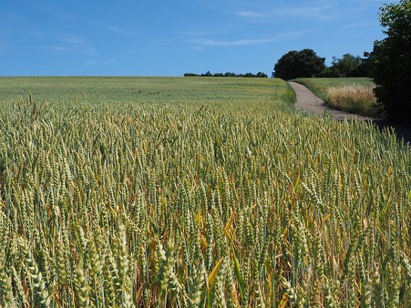 Jak zagwarantować płynny zbiór i brak przestojów podczas żniw?