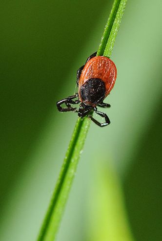 Zagrożenie kleszczami. "Ptasi" gatunek groźny dla ludzi